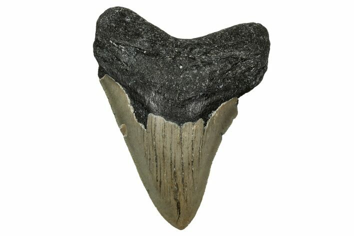 Serrated, Fossil Megalodon Tooth - North Carolina #338550